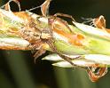 Philodromus_cespitum_D2965_Z_82_NP De Hoge Veluwe_Nederland